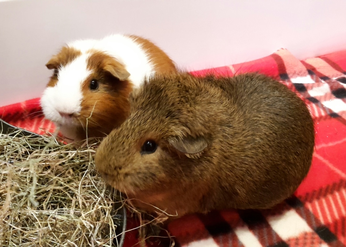 ‘bsport必一运动’中国足协将给里皮最后一次救赎机会!国足挑战巴林已经没有退路(图4) bsport必一运动