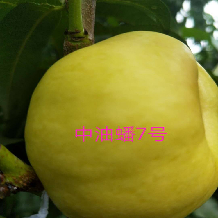 IG挺进S赛 G2推特艾特TL希望再帮他们一次:bsports必一(图1) bsports必一