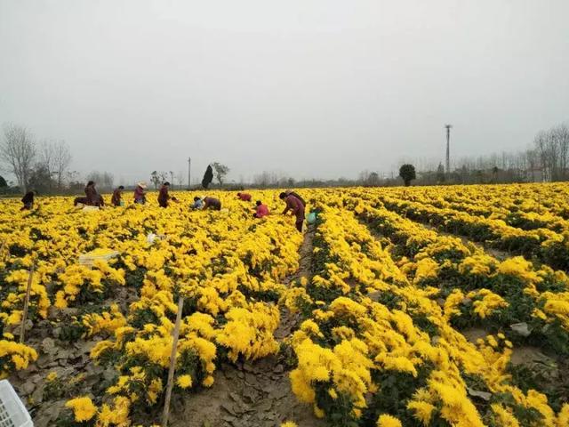 【bsport必一运动】梦幻西游群雄逐鹿精英争霸赛总决赛战火即燃(图1) bsports必一