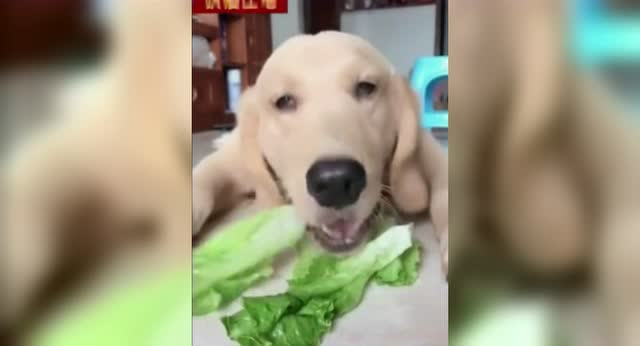 英魂之刃中秋大献礼 CPL4门票免费送|bsports必一(图1) bsports必一