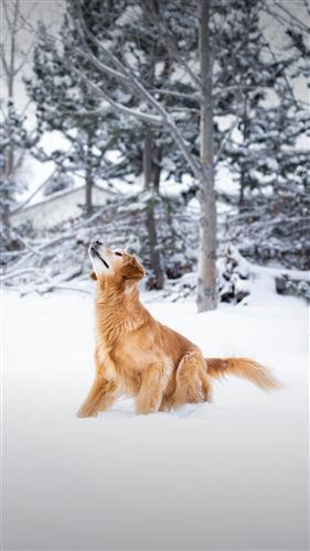 兖矿集团公司举行2020年炼焦煤供需衔接会‘必一·体育’(图1) bsports必一